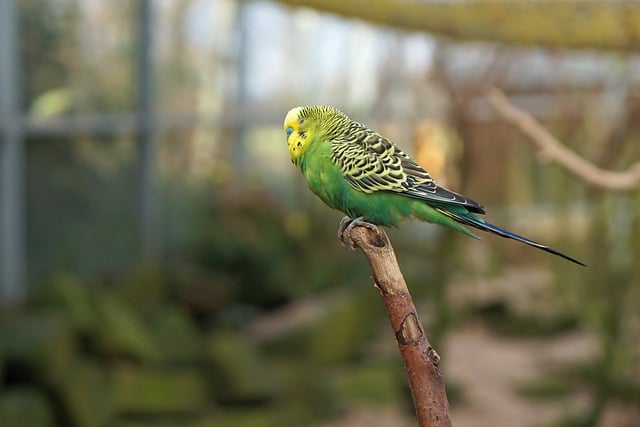 Free download bird budgie beak branch feathers free picture to be edited with GIMP free online image editor