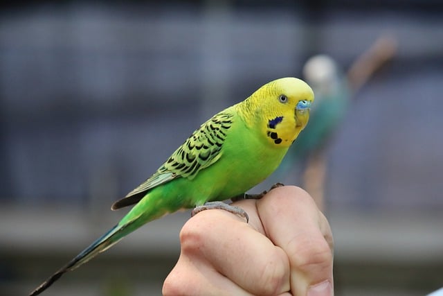 Free download bird budgie parakeet bird beetle free picture to be edited with GIMP free online image editor