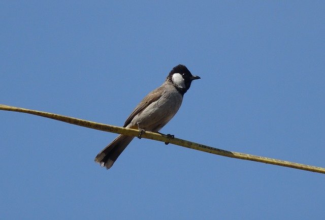 Free download Bird Bulbul White-Eared -  free photo or picture to be edited with GIMP online image editor