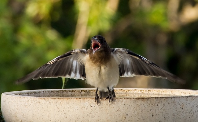 Free download bird butcherbird species free picture to be edited with GIMP free online image editor