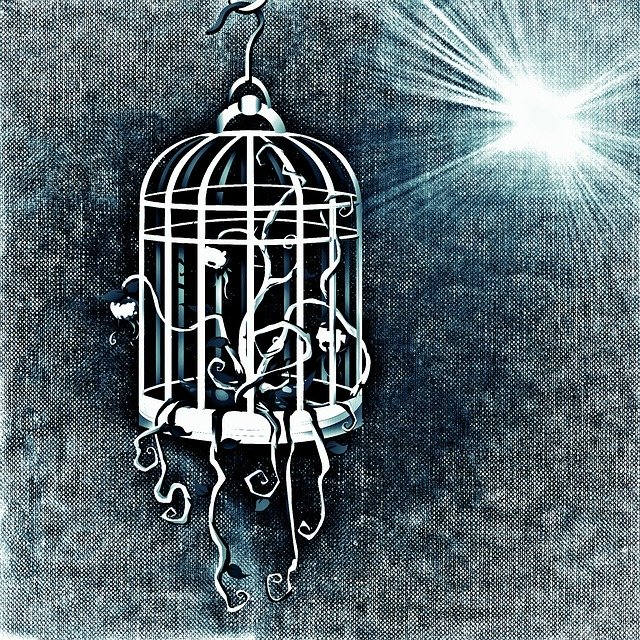 Free download Bird Cage Plant -  free illustration to be edited with GIMP free online image editor