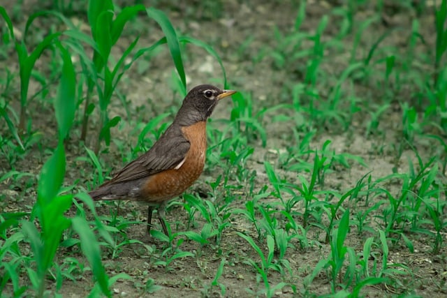 Free download bird canada onta animal nature free picture to be edited with GIMP free online image editor