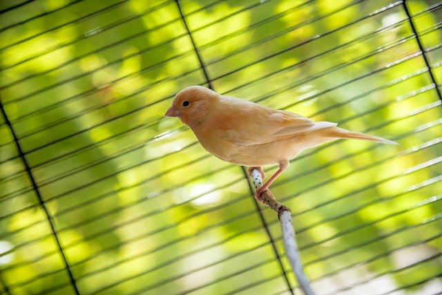 Free download Bird Canary Animal -  free photo or picture to be edited with GIMP online image editor