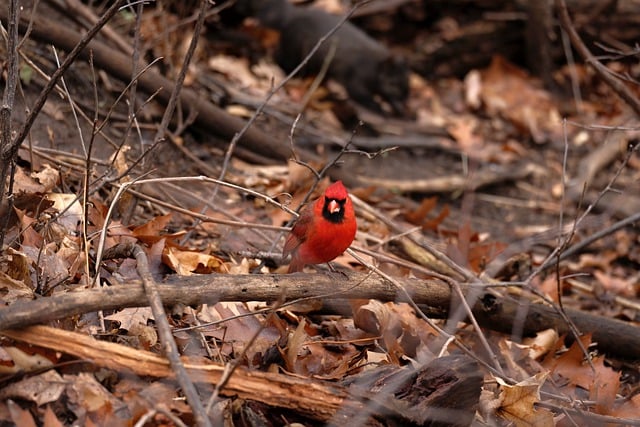 Free download bird cardinal red cardinal animal free picture to be edited with GIMP free online image editor