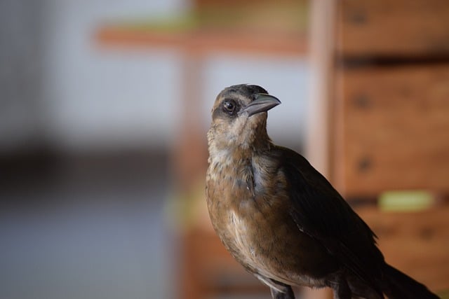 Free download bird carib grackle ornithology free picture to be edited with GIMP free online image editor