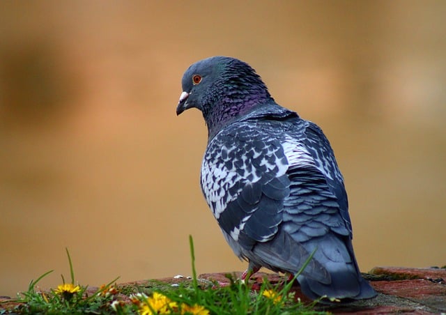 Free download bird carrier pigeon feral pigeon free picture to be edited with GIMP free online image editor