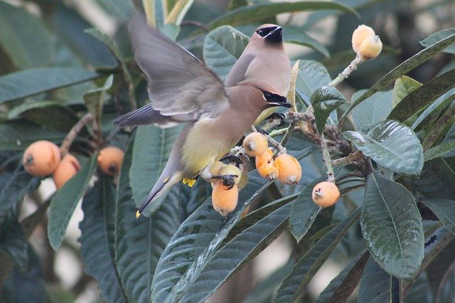 Free download Bird Cedar Waxwing -  free photo or picture to be edited with GIMP online image editor