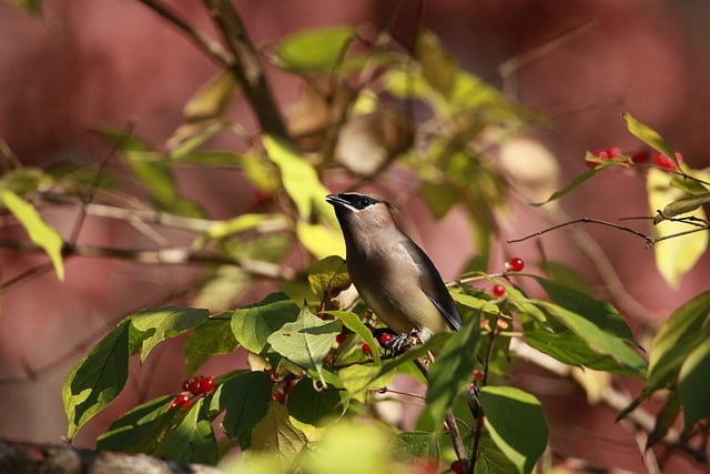 Free download bird cedar waxwing plumage free picture to be edited with GIMP free online image editor