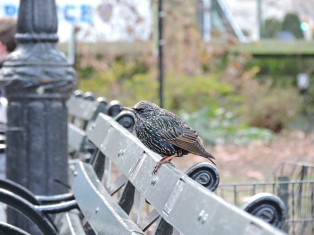 Free download Bird Central Park Feathers -  free photo or picture to be edited with GIMP online image editor