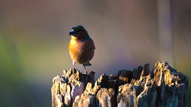 Free download bird chaffinch bird animal wildlife free picture to be edited with GIMP free online image editor
