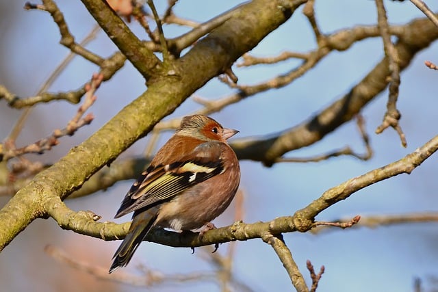 Free download bird chaffinch finch tree species free picture to be edited with GIMP free online image editor