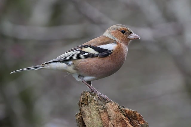 Free download bird chaffinch garden birdwatching free picture to be edited with GIMP free online image editor