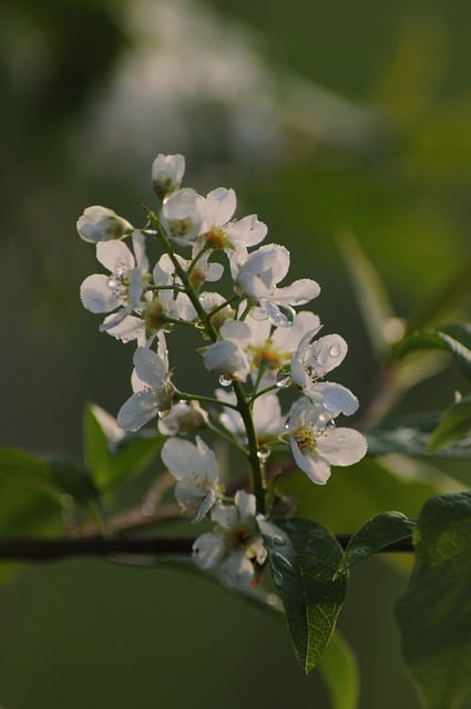 Free download bird cherry flowers dew wet free picture to be edited with GIMP free online image editor