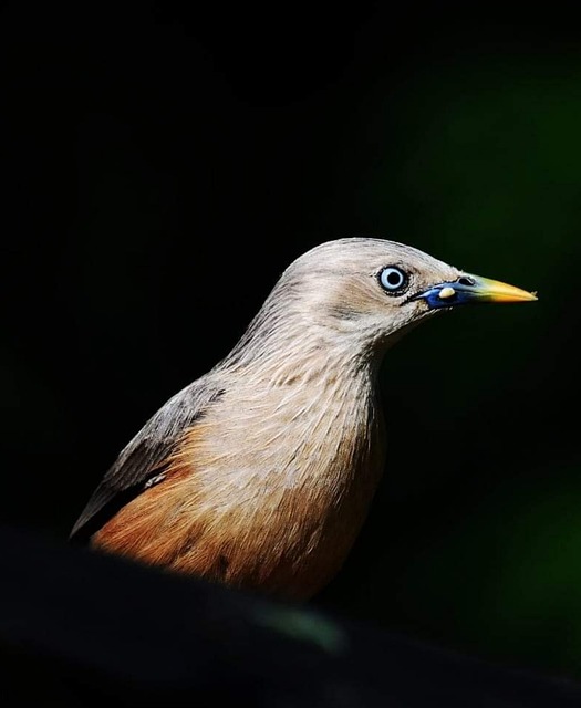 Free download bird chesnut tailed starling free picture to be edited with GIMP free online image editor