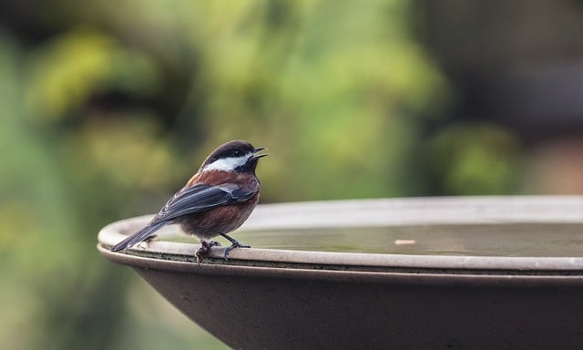 Free download bird chestnut backed chickadee free picture to be edited with GIMP free online image editor