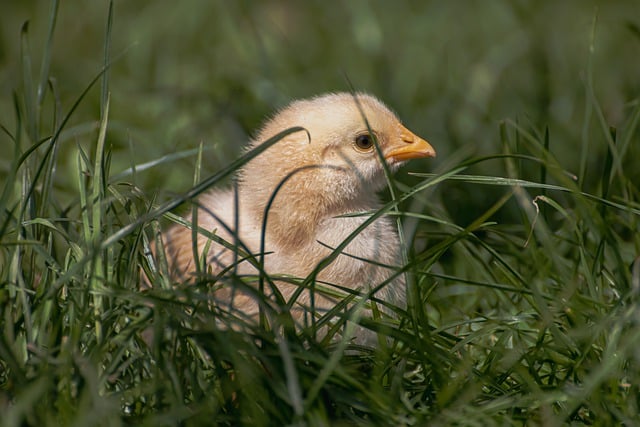 Free download bird chicken chick plumage fluffy free picture to be edited with GIMP free online image editor