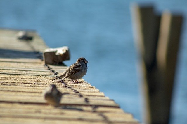 Free download Bird Chick F -  free photo or picture to be edited with GIMP online image editor