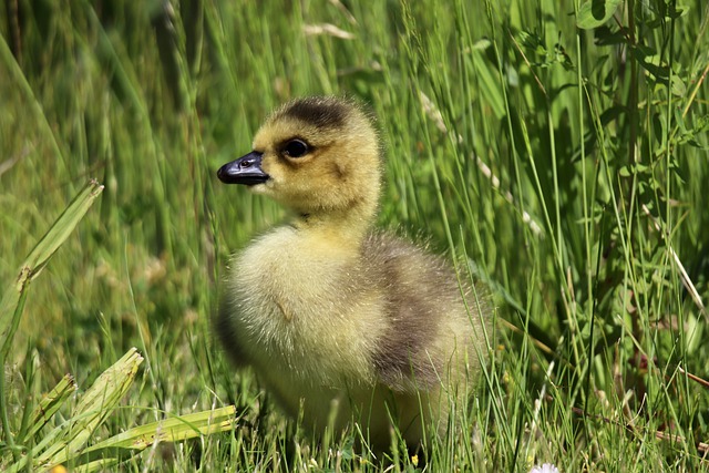 Free download bird chick gosling canada goose free picture to be edited with GIMP free online image editor