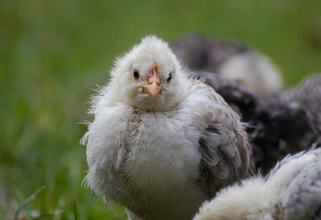 Free download bird chick ornithology species free picture to be edited with GIMP free online image editor