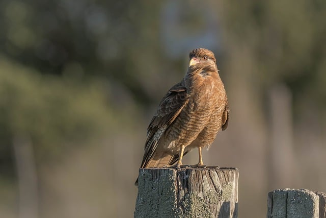 Free download bird chimango caracara ornithology free picture to be edited with GIMP free online image editor