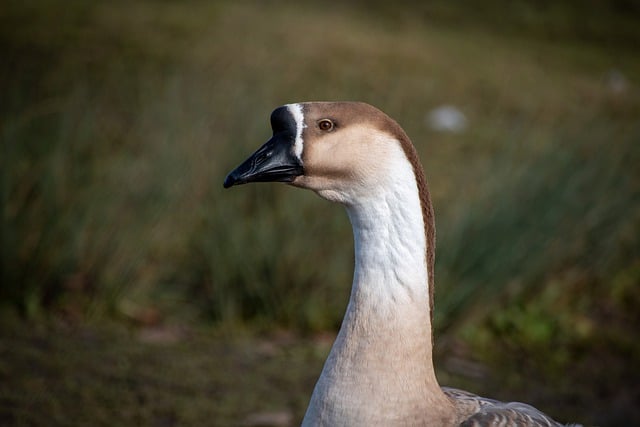 Free download bird chinese goose goose free picture to be edited with GIMP free online image editor