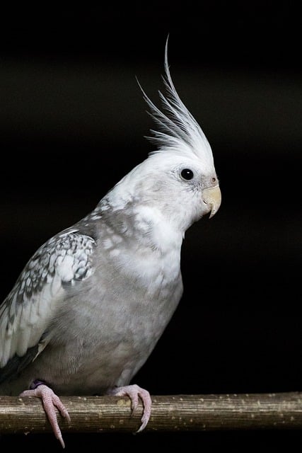 Free download bird cockatiel parakeet branch free picture to be edited with GIMP free online image editor