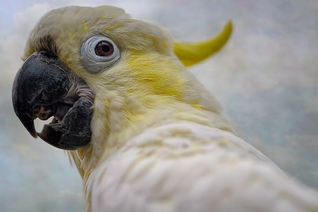 Free download bird cockatoo free picture to be edited with GIMP free online image editor