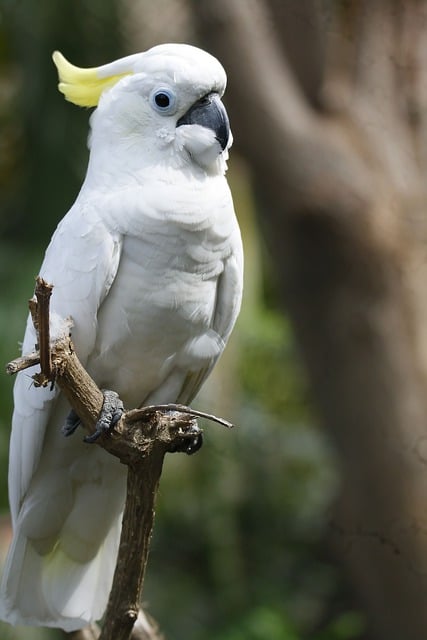 Free download bird cockatoo ornithology species free picture to be edited with GIMP free online image editor