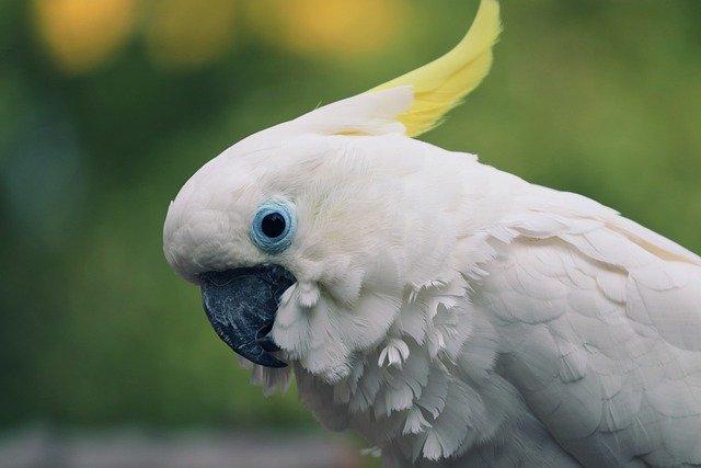 Free download bird cockatoo parrot free picture to be edited with GIMP free online image editor