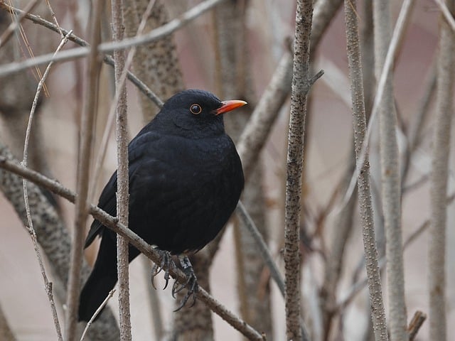 Free download bird common blackbird blackbird free picture to be edited with GIMP free online image editor