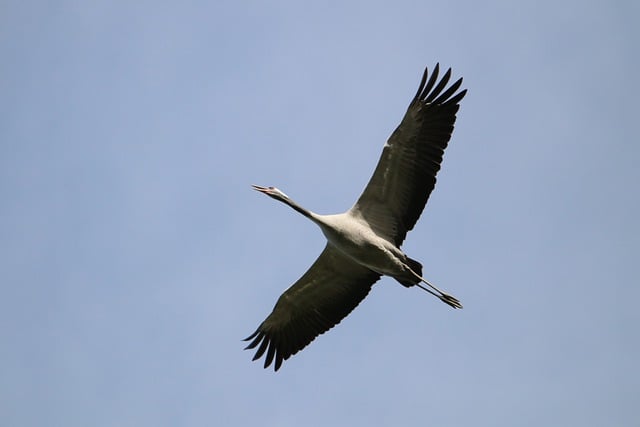 Free download bird common crane africa animal free picture to be edited with GIMP free online image editor