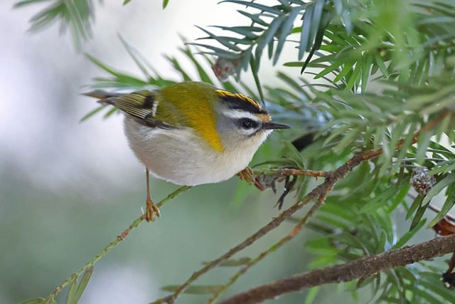 Free download bird common firecrest firecrest free picture to be edited with GIMP free online image editor