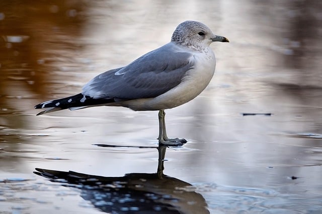 Free download bird common gull ornithology free picture to be edited with GIMP free online image editor