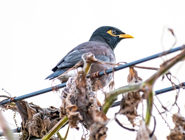 Free download bird common myna mynah starling free picture to be edited with GIMP free online image editor