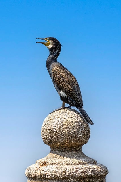 Free download bird cormorant animal nature free picture to be edited with GIMP free online image editor