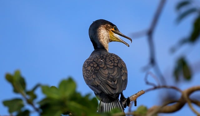 Free download bird cormorant beak green eyes free picture to be edited with GIMP free online image editor