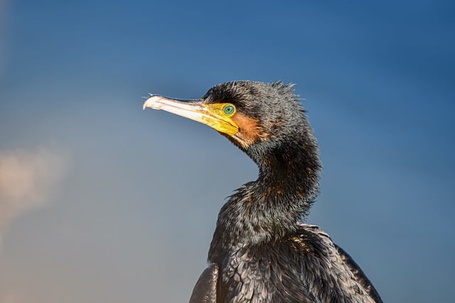 Free download bird cormorant great cormorant face free picture to be edited with GIMP free online image editor