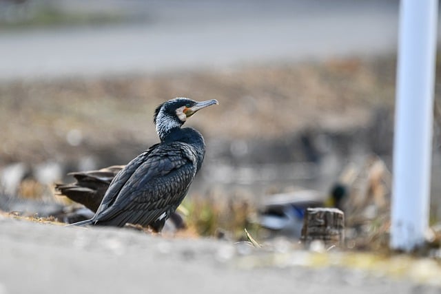 Free download bird cormorant great cormorant road free picture to be edited with GIMP free online image editor