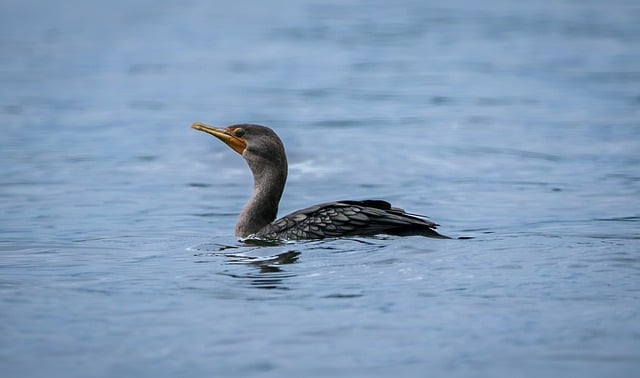 Free download bird cormorant lake ornithology free picture to be edited with GIMP free online image editor