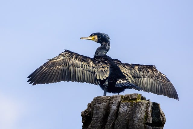 Free download bird cormorant ornithology species free picture to be edited with GIMP free online image editor