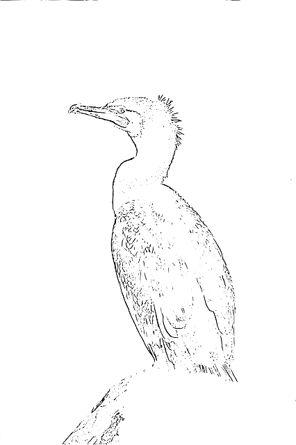 Free download Bird Cormorant Phalacrocorax - Free vector graphic on Pixabay free illustration to be edited with GIMP free online image editor