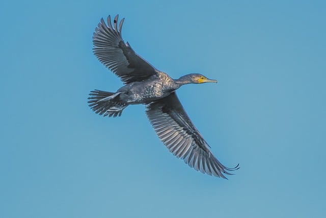 Free download bird cormorant water bird free picture to be edited with GIMP free online image editor