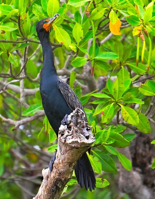 Free download bird cormorant wildlife mangroves free picture to be edited with GIMP free online image editor