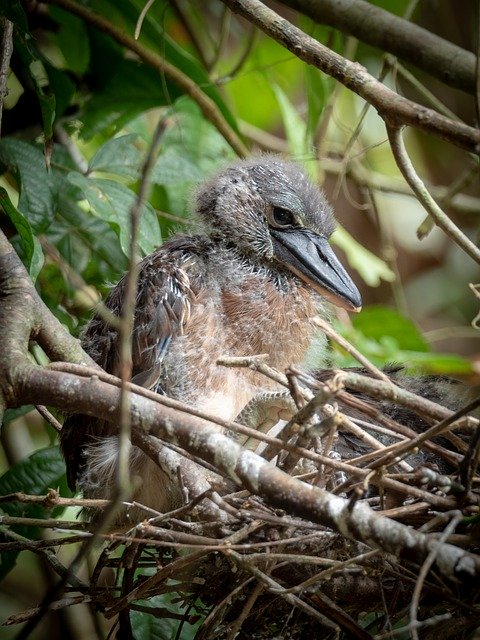 Free download Bird Costa Rica -  free photo or picture to be edited with GIMP online image editor