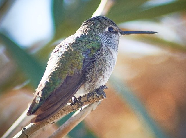 Free download Bird CostaS Hummingbird -  free photo or picture to be edited with GIMP online image editor