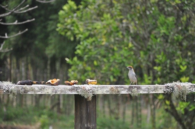 Free download Bird Countryside N -  free photo or picture to be edited with GIMP online image editor