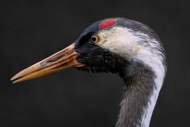 Free download bird crane common crane free picture to be edited with GIMP free online image editor