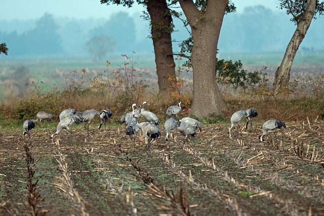 Free download bird cranes migratory birds nature free picture to be edited with GIMP free online image editor