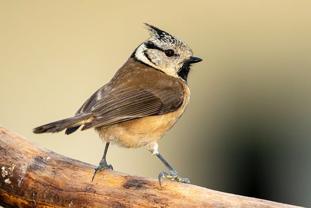 Free download bird crested tit animal male free picture to be edited with GIMP free online image editor