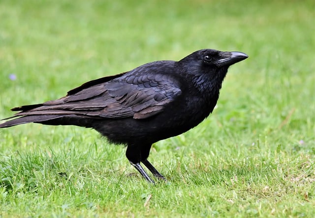 Free download bird crow animal jackdaw free picture to be edited with GIMP free online image editor